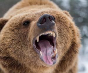 Watch How Terrifying It Is to Be Chased Through the Woods by a Bear!