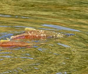 What Is a Zombie Salmon? What They Are and Where They Live Explained