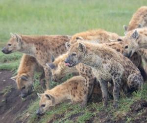 Hyenas Band Together To Swipe an Impala From a Pythons Grip