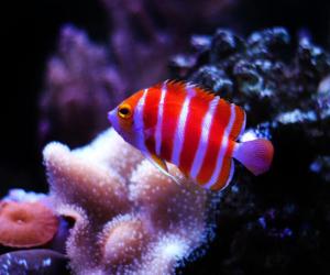 The 6 Most Expensive Saltwater Fish You Can Buy in 2024