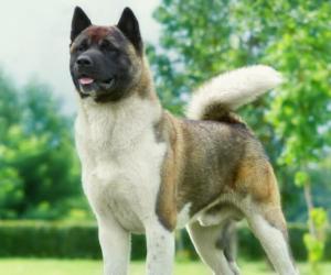 Male vs Female Akita: 6 Key Differences