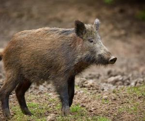 The Largest Wild Hog Ever Caught in Hawaii