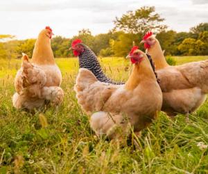 Can Chickens Eat Nuts?