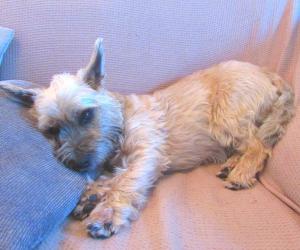 Cairn Terrier Lifespan: Average Life Expectancy and More!