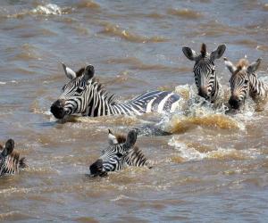 Unlucky Zebra Trapped by Crocodiles Gets Chomped On the Head