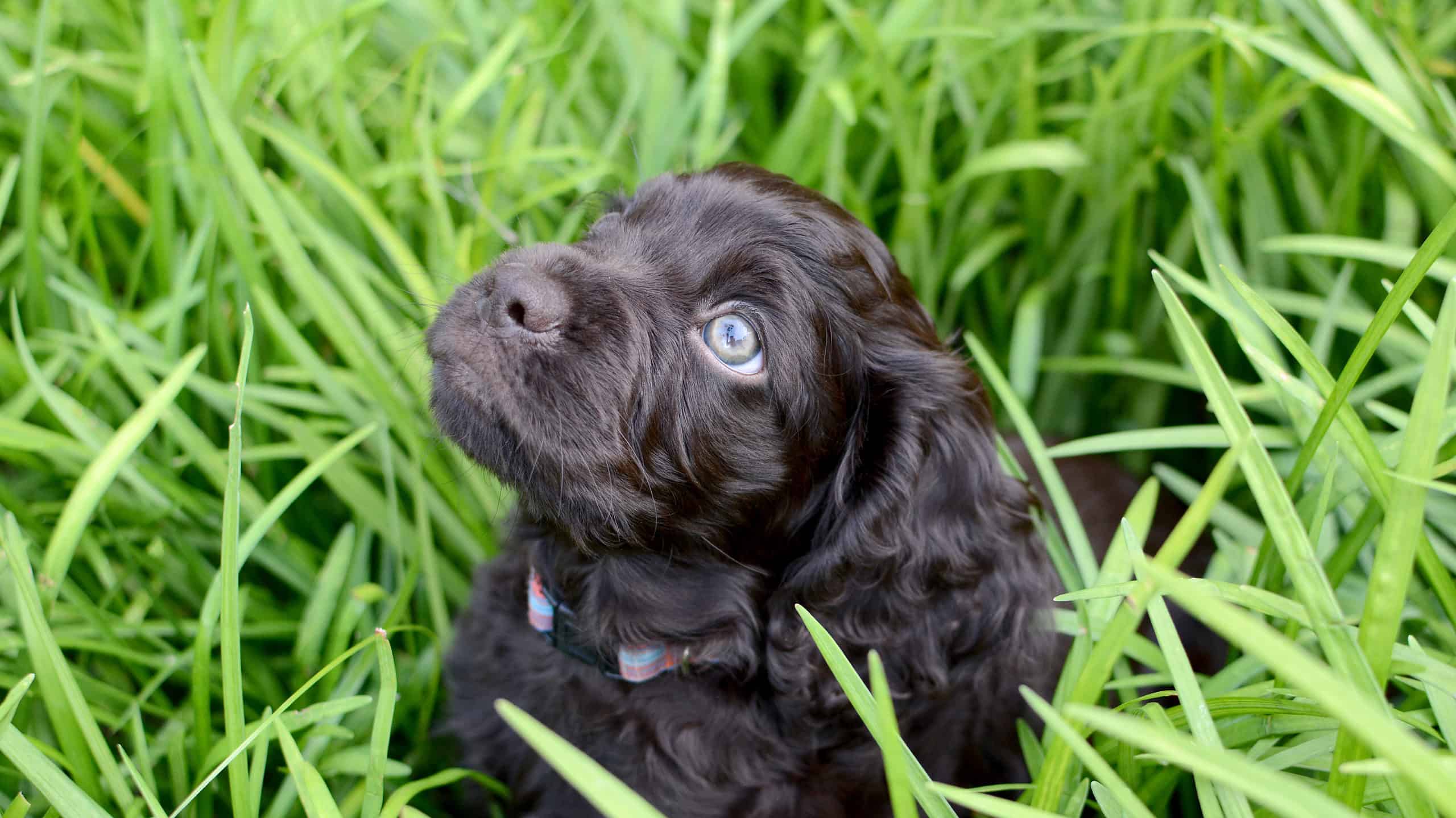 The 20 Dog Breeds Born and Bred in America