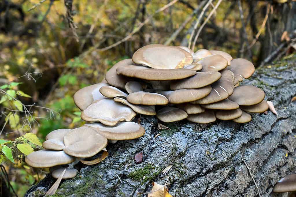 How to Find Oyster Mushrooms