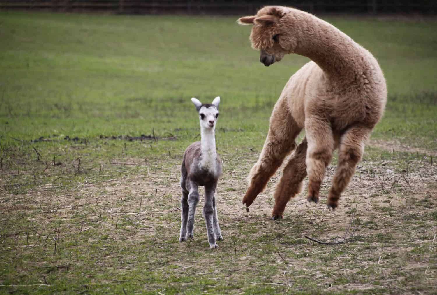 These Adorable Alpacas Pose for The Camera As They Run By