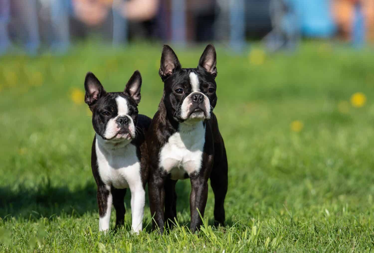 The 20 Dog Breeds Born and Bred in America