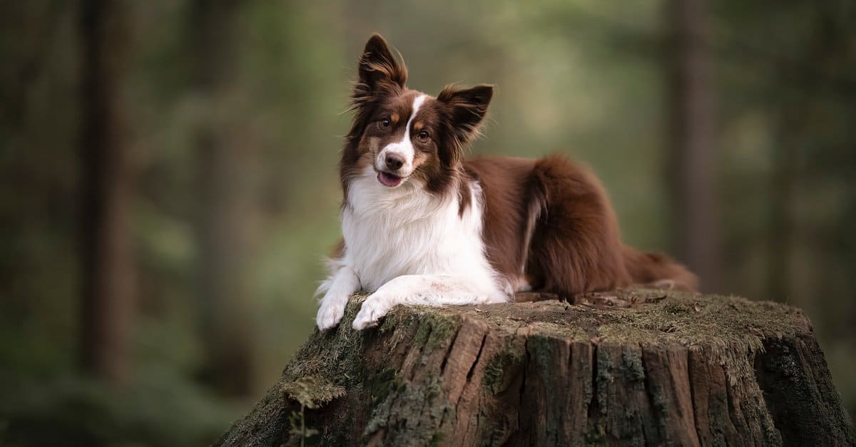 The 20 Dog Breeds Born and Bred in America