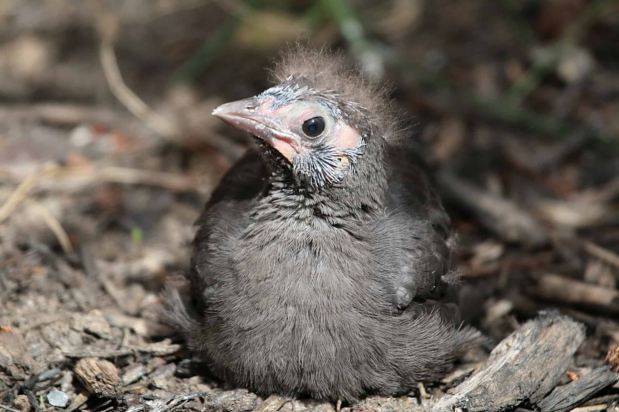 Where Do Grackles Nest?