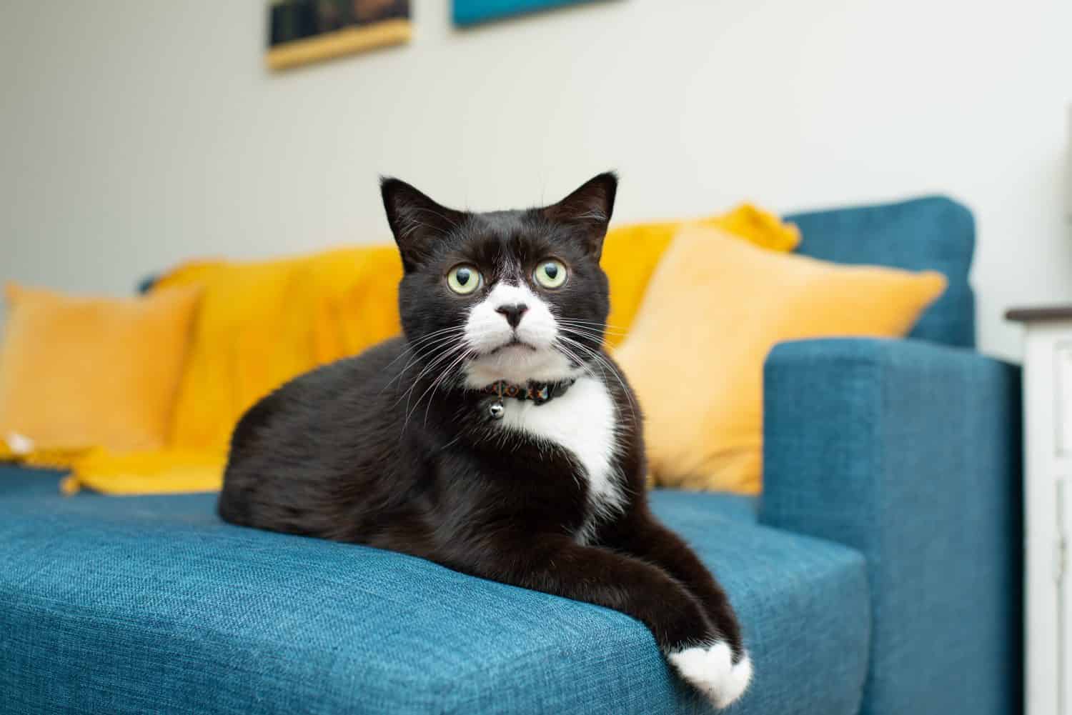 100  Clever and Perfect Tuxedo Cat Names