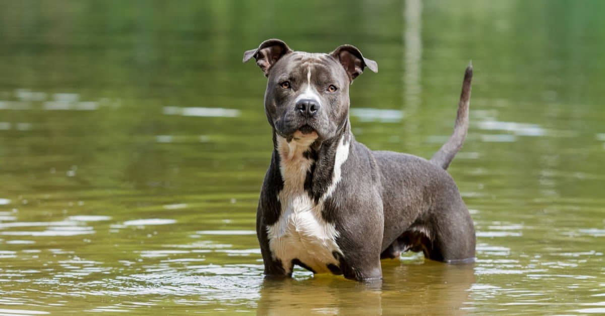 The 20 Dog Breeds Born and Bred in America