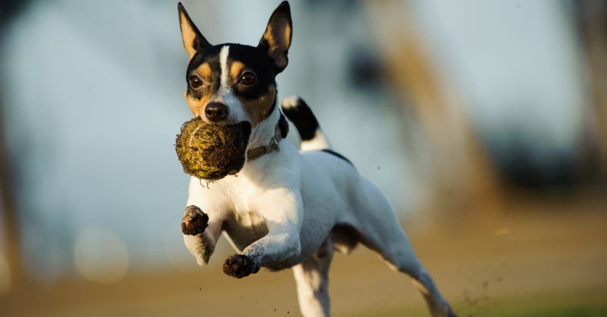 The 20 Dog Breeds Born and Bred in America