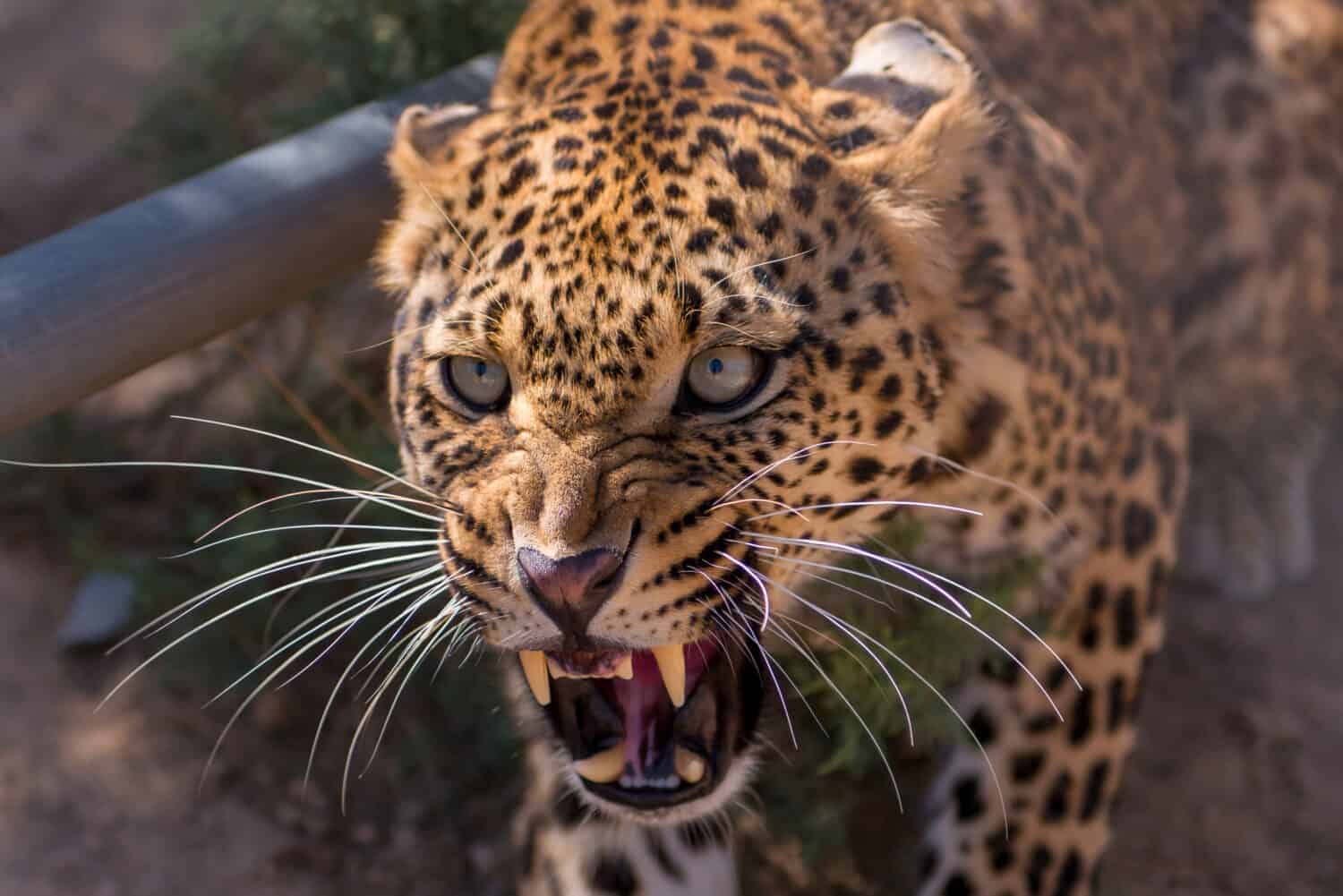 This Leopard Patiently Waits for This Warthog to Exit His Home Before He Ambushes