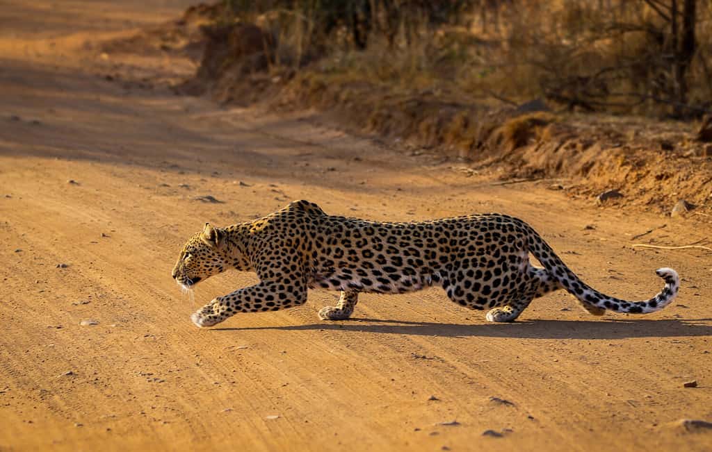 This Leopard Patiently Waits for This Warthog to Exit His Home Before He Ambushes