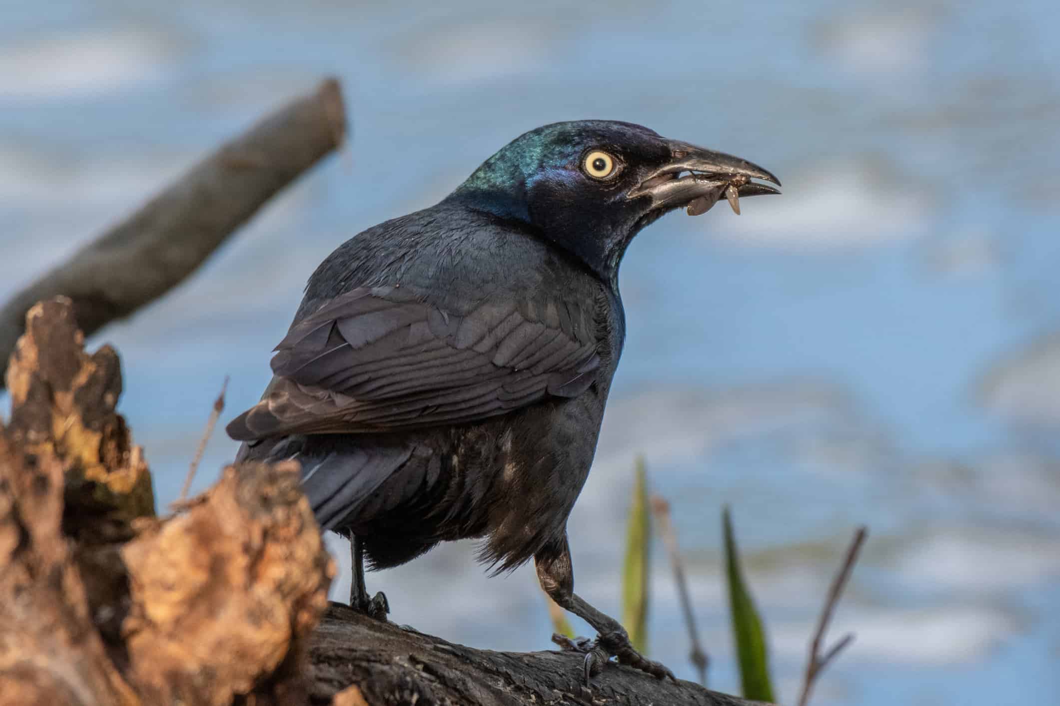 Where Do Grackles Nest?