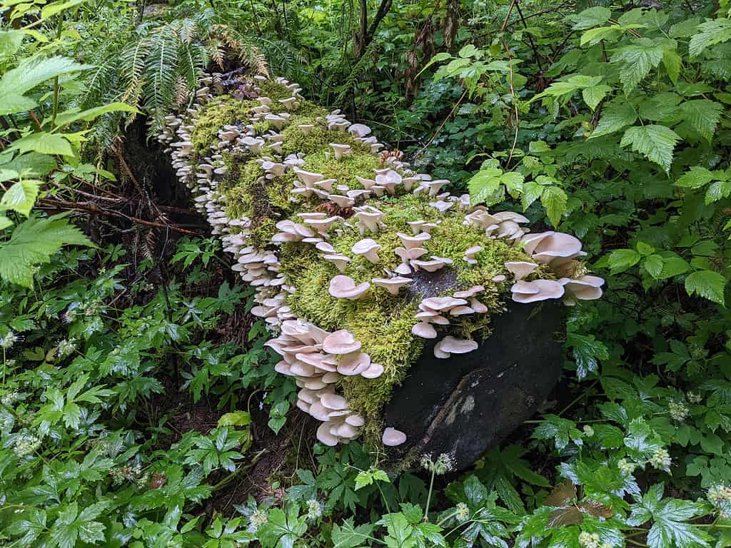 How to Find Oyster Mushrooms