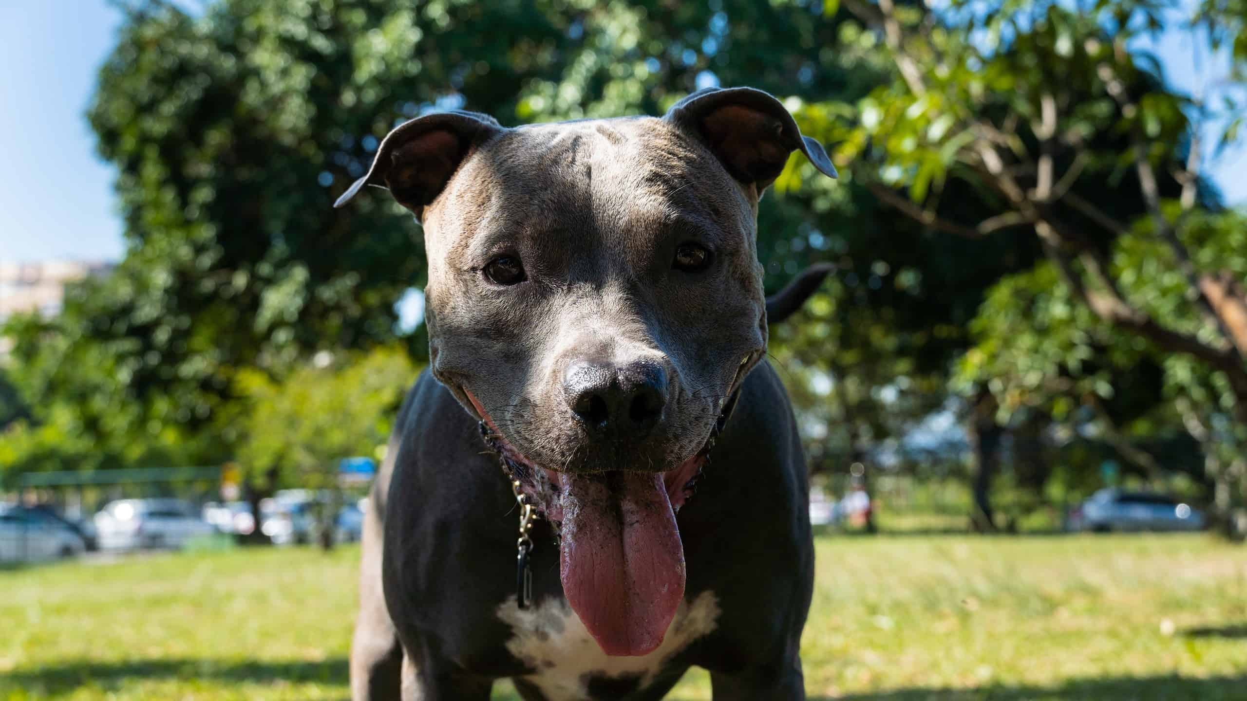 This Domestic Dog Is Willing To Risk It All To Protect His Home Against This Snake