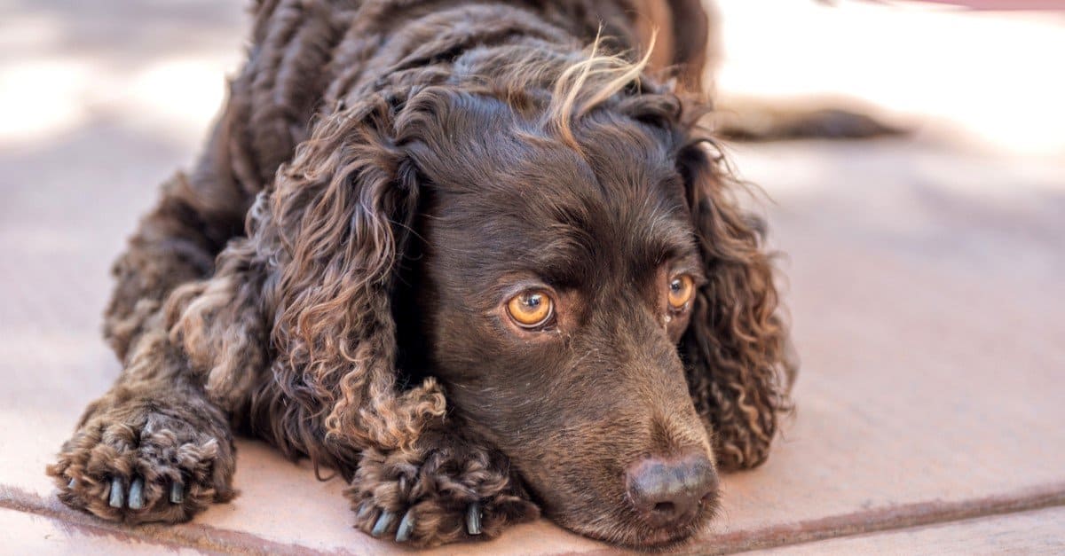 The 20 Dog Breeds Born and Bred in America