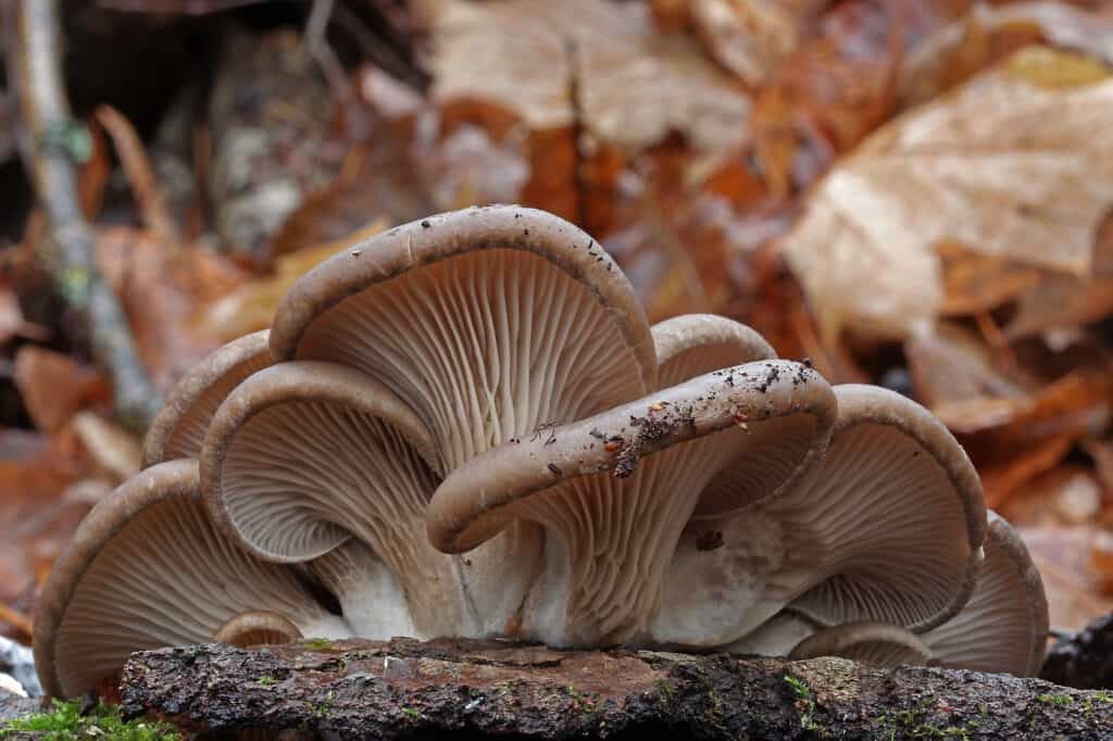 How to Find Oyster Mushrooms