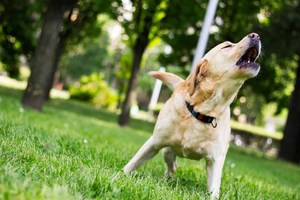 This Domestic Dog Is Willing To Risk It All To Protect His Home Against This Snake