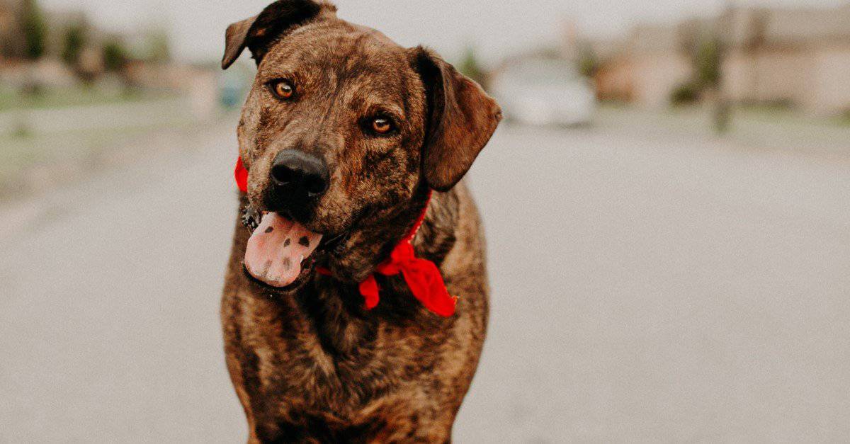 The 20 Dog Breeds Born and Bred in America