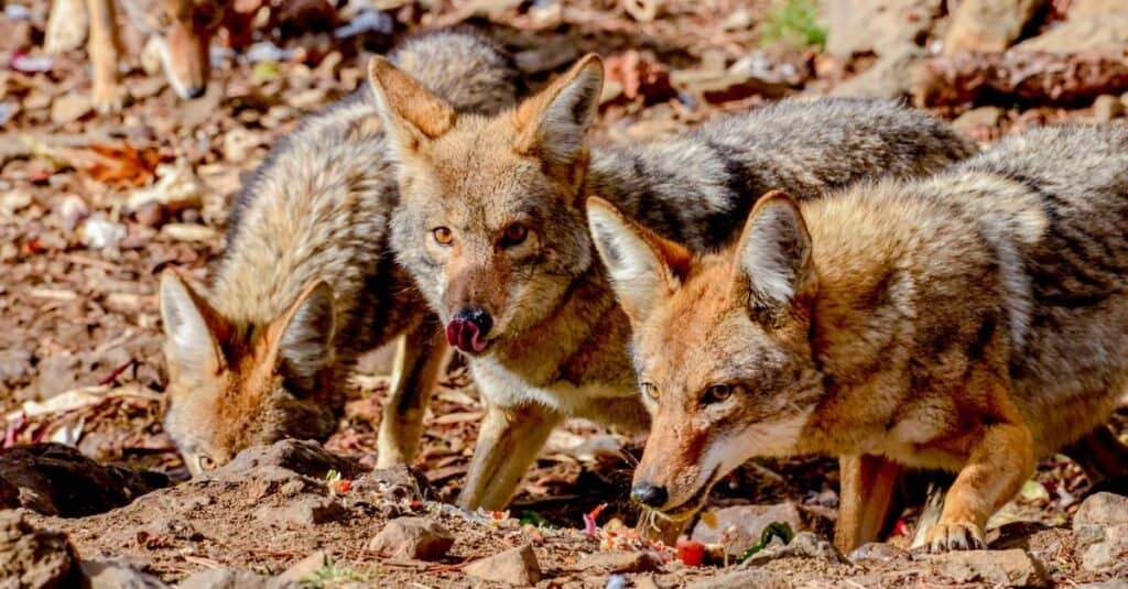 Coyotes in South Carolina: Population, Common Locations, Hunting Rules, and More