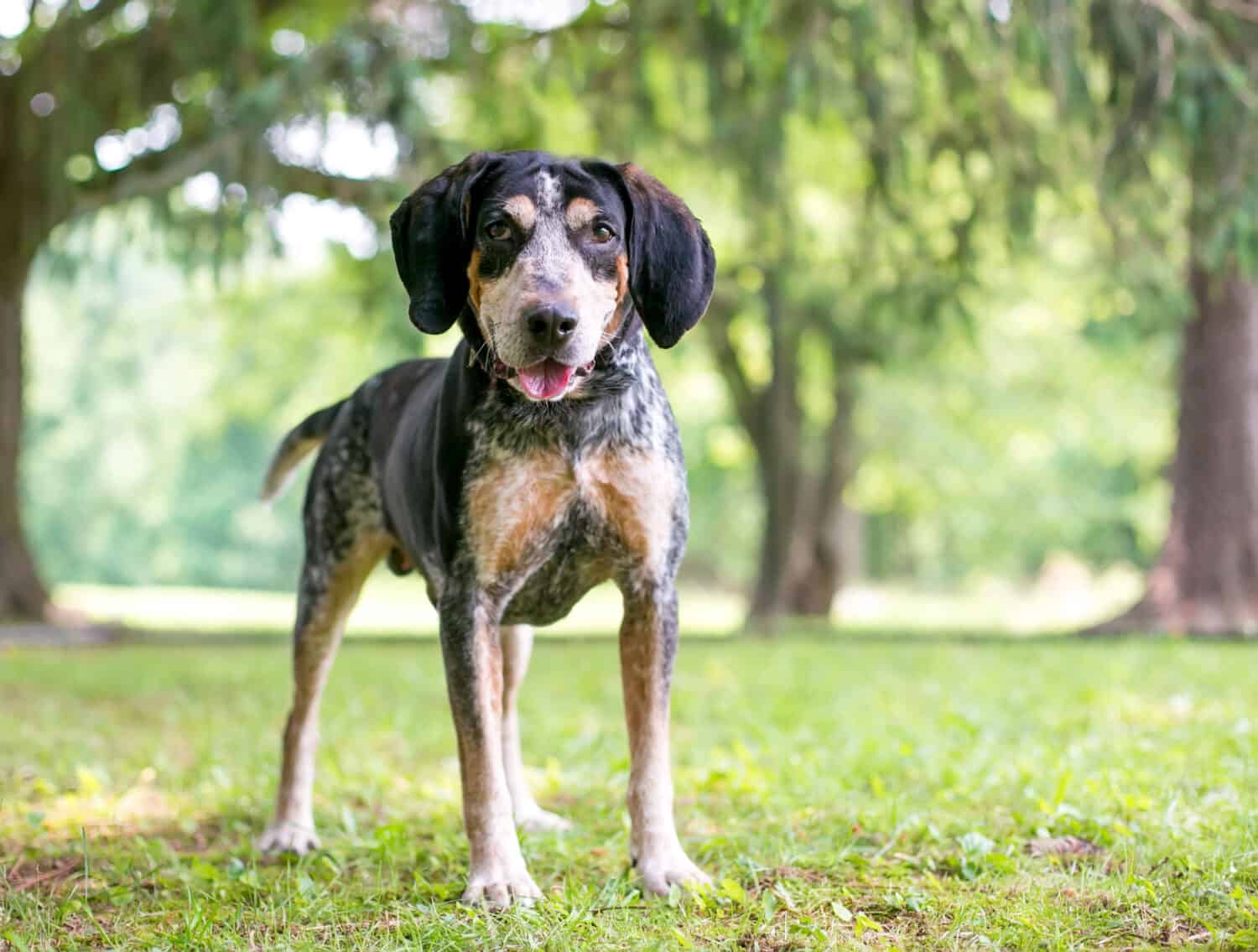 The 20 Dog Breeds Born and Bred in America