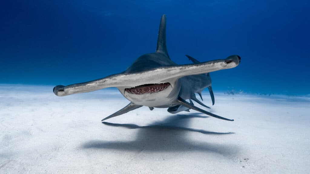 Are Hammerhead Sharks Endangered and How Many Are Left in the World?