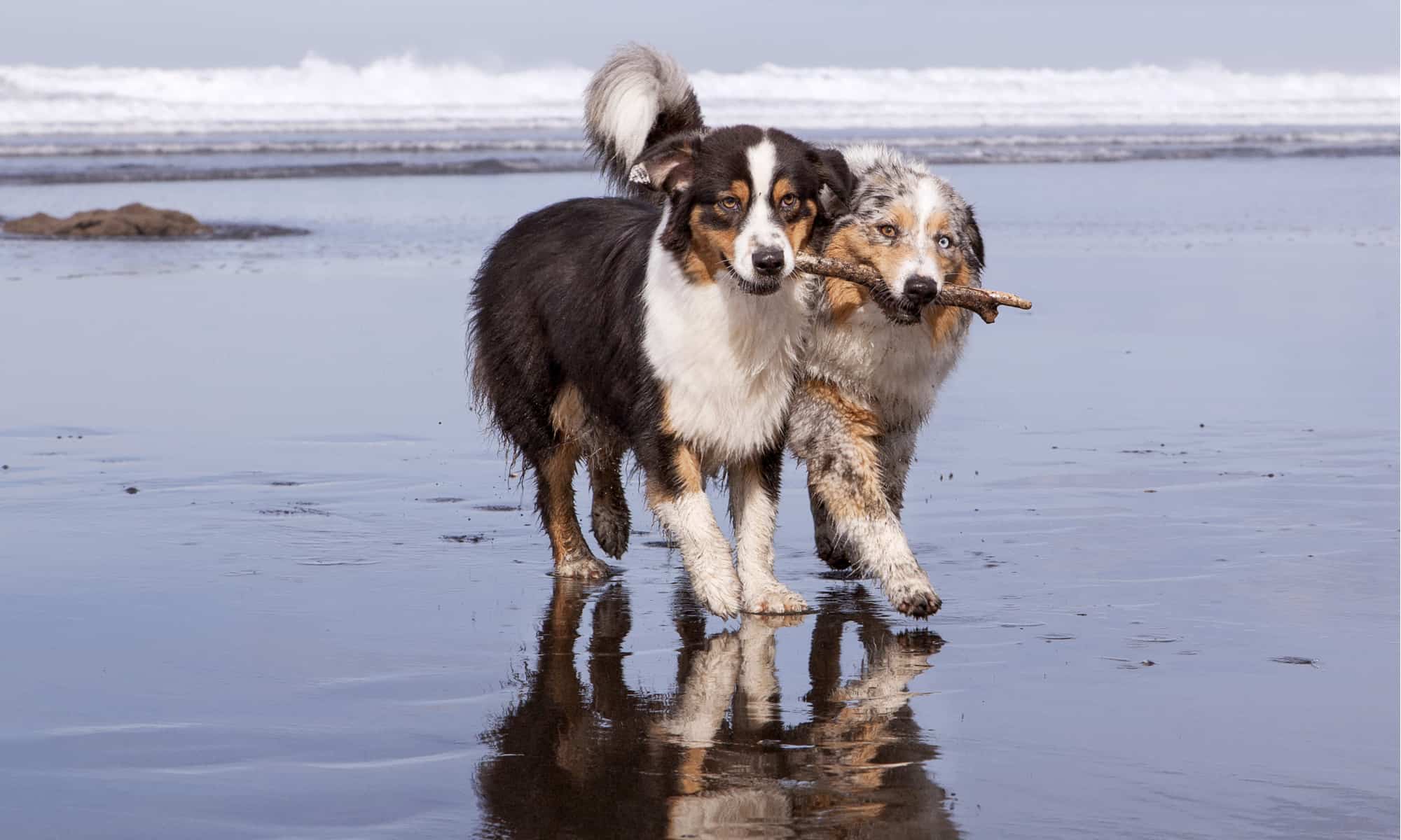 The 20 Dog Breeds Born and Bred in America