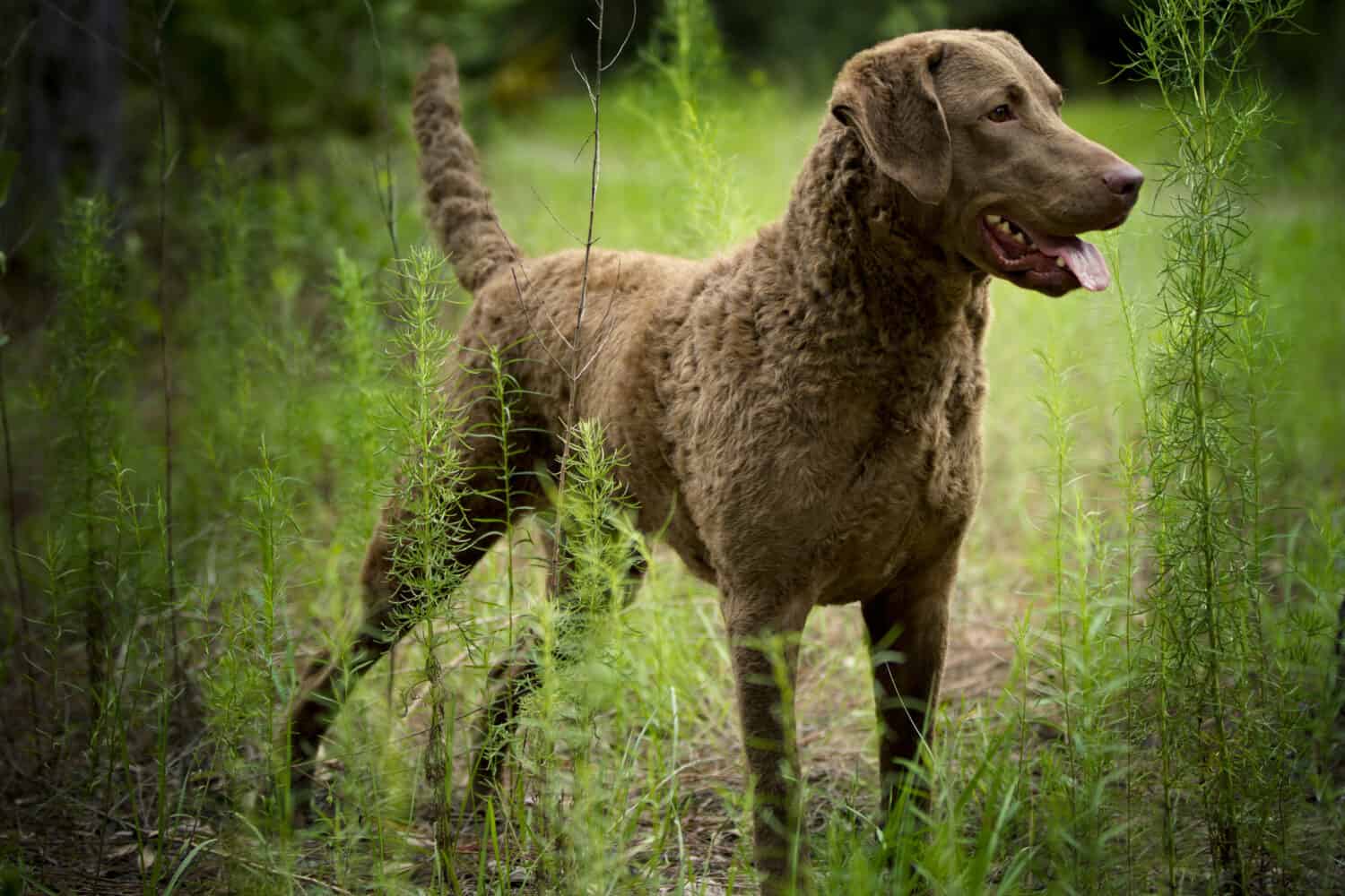 The 20 Dog Breeds Born and Bred in America