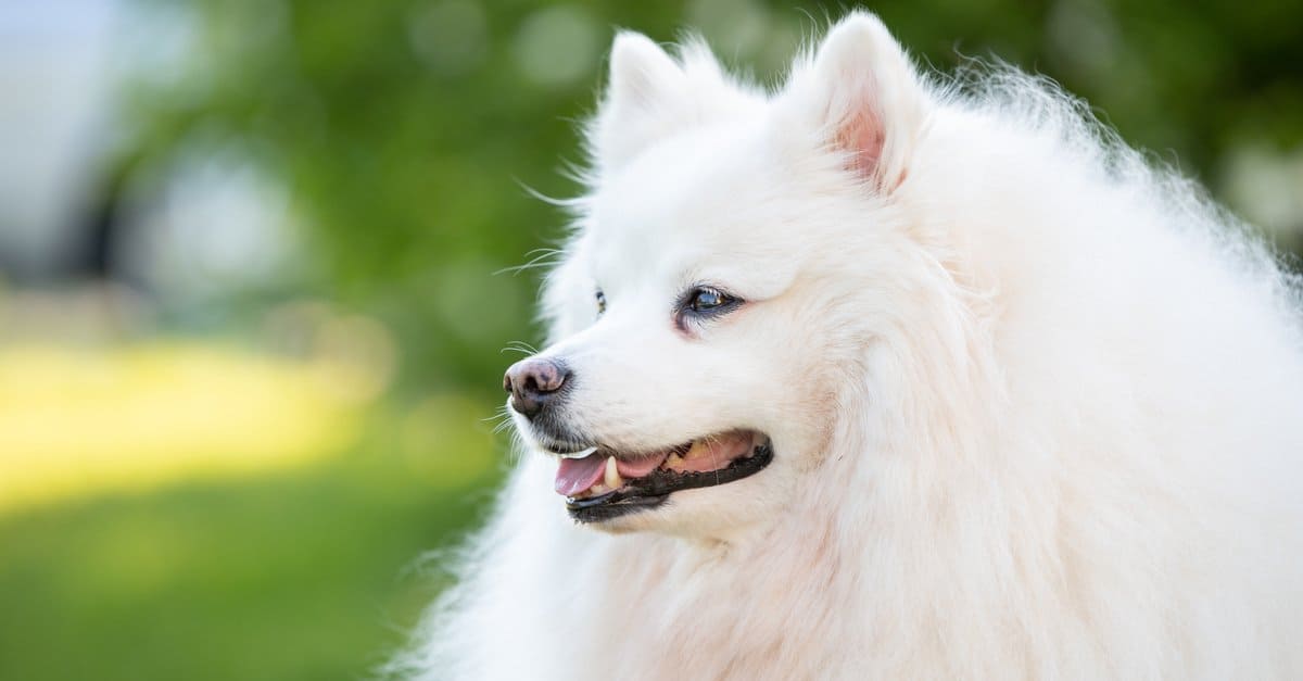 The 20 Dog Breeds Born and Bred in America