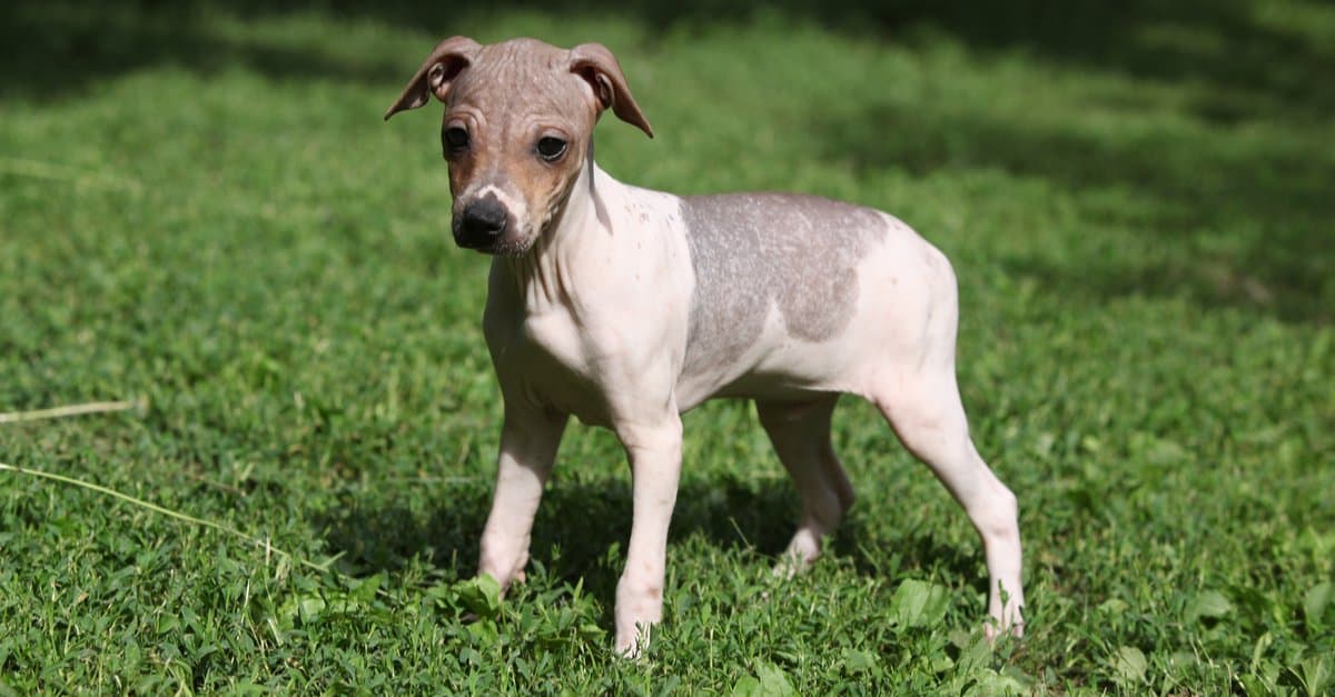 The 20 Dog Breeds Born and Bred in America