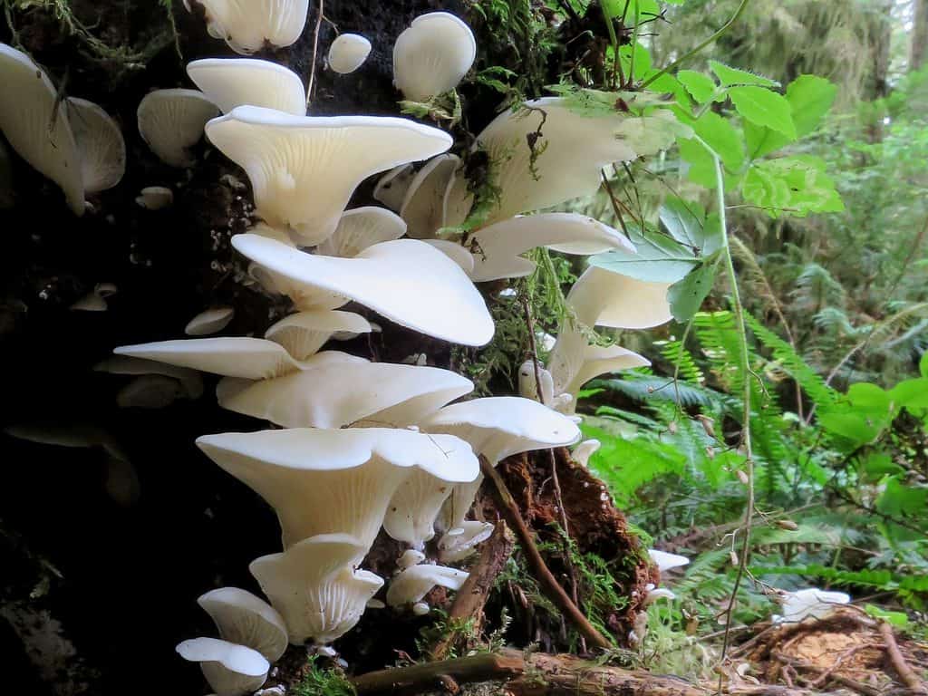 How to Find Oyster Mushrooms