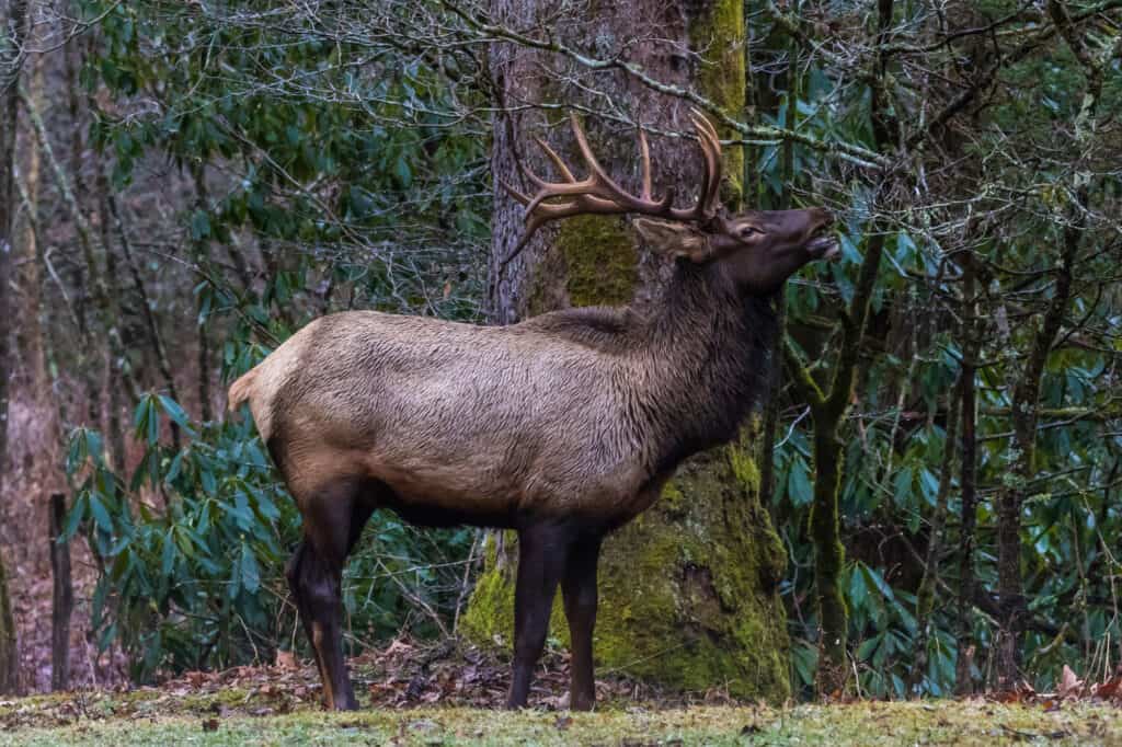 Can You See Elk in Tennessee? (And 2 Places to Find Them)