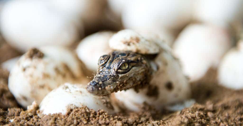 Are Alligators Smart? Everything We Know About Their Intelligence