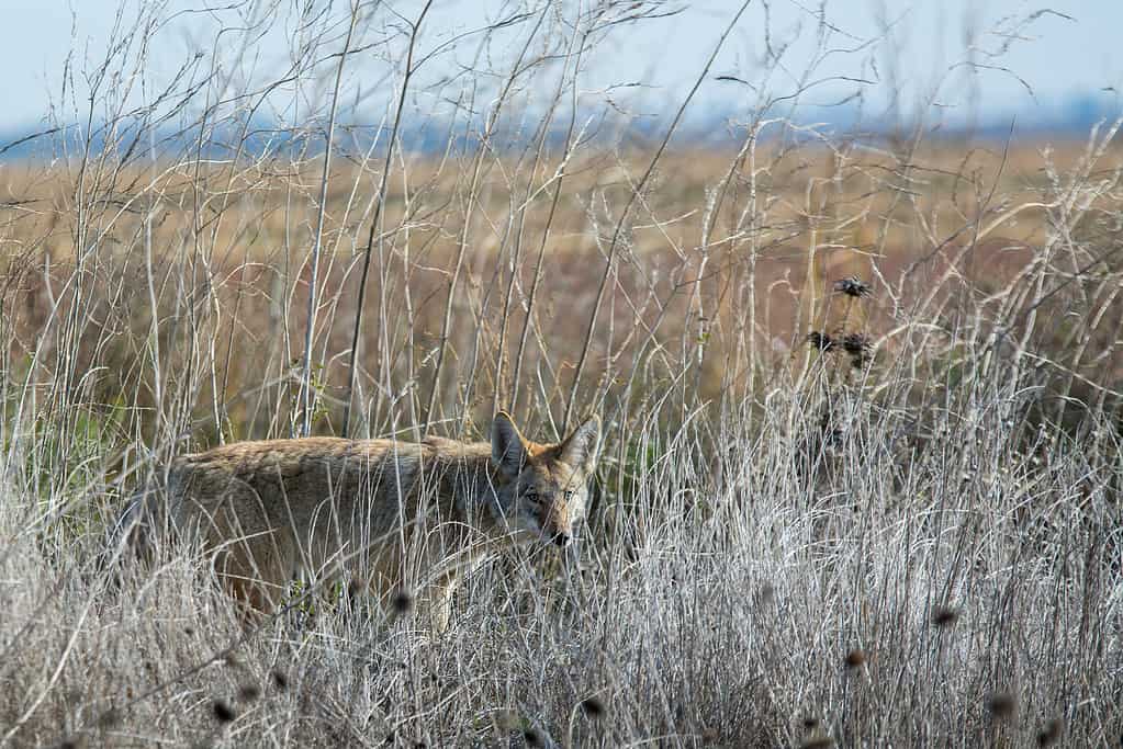 Coyotes in South Carolina: Population, Common Locations, Hunting Rules, and More