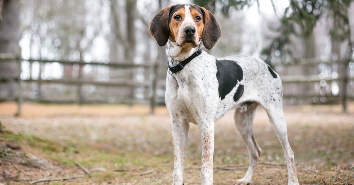 The 20 Dog Breeds Born and Bred in America