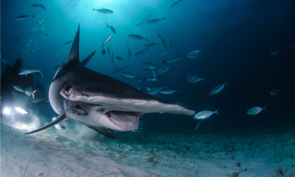 Are Hammerhead Sharks Endangered and How Many Are Left in the World?