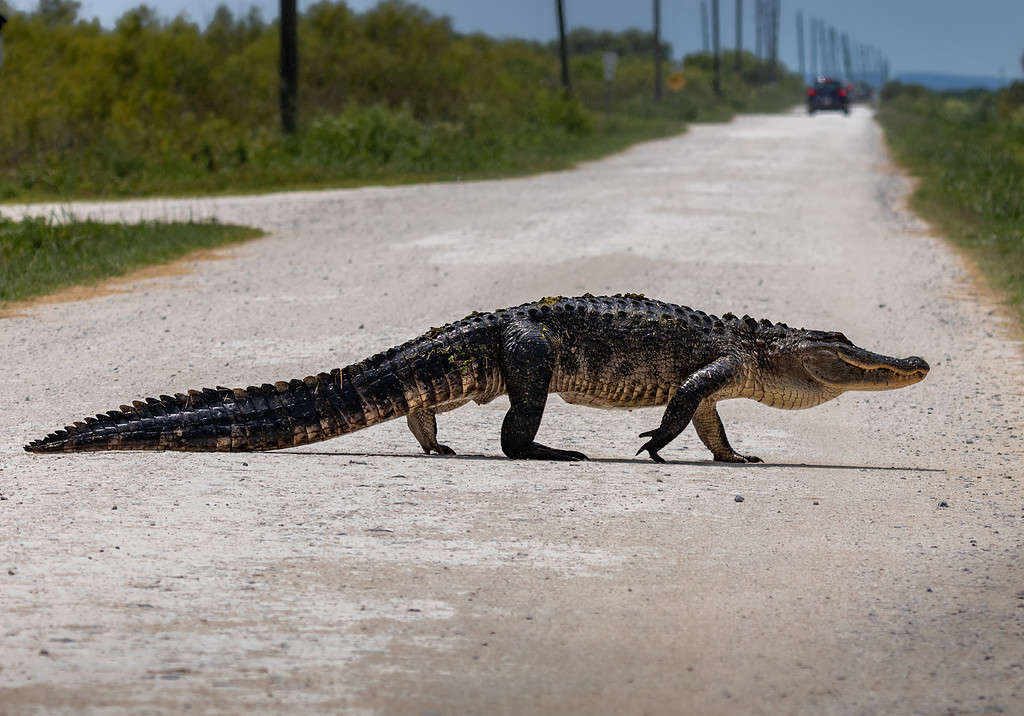 Are Alligators Smart? Everything We Know About Their Intelligence