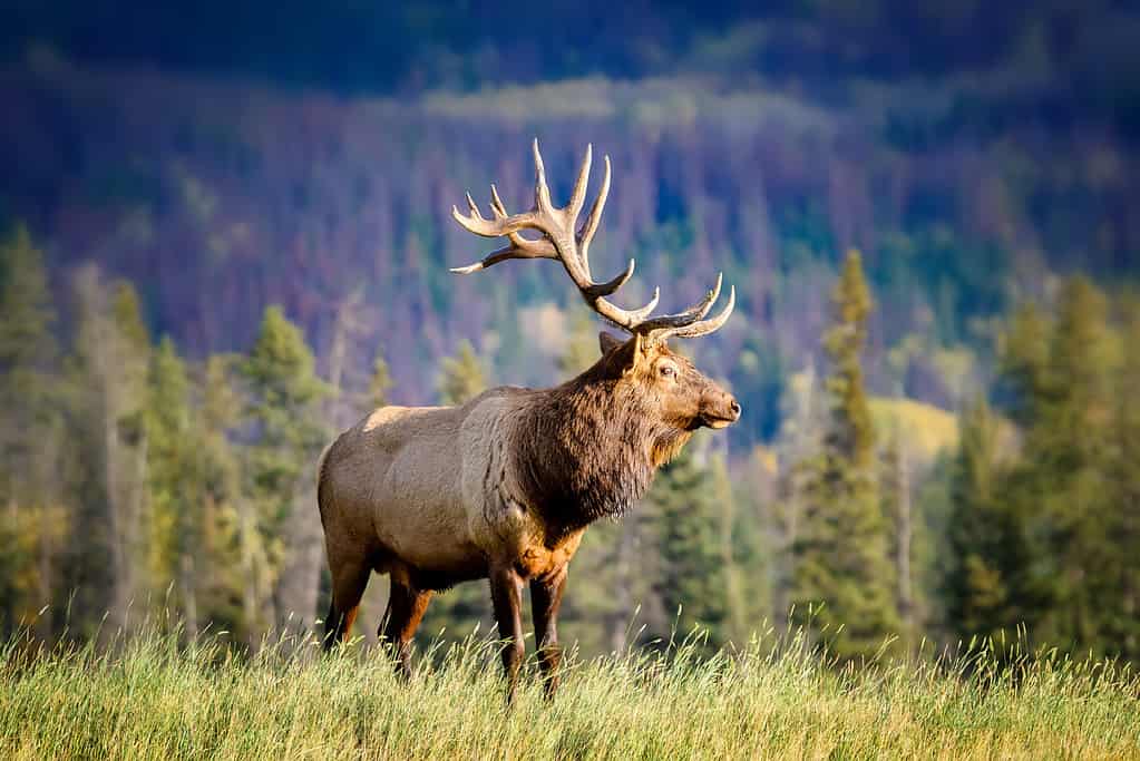 Can You See Elk in Tennessee? (And 2 Places to Find Them)