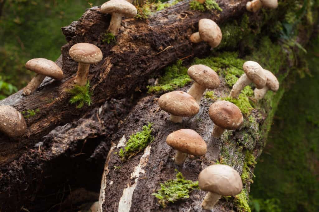 Enoki Mushrooms vs Shiitake Mushrooms