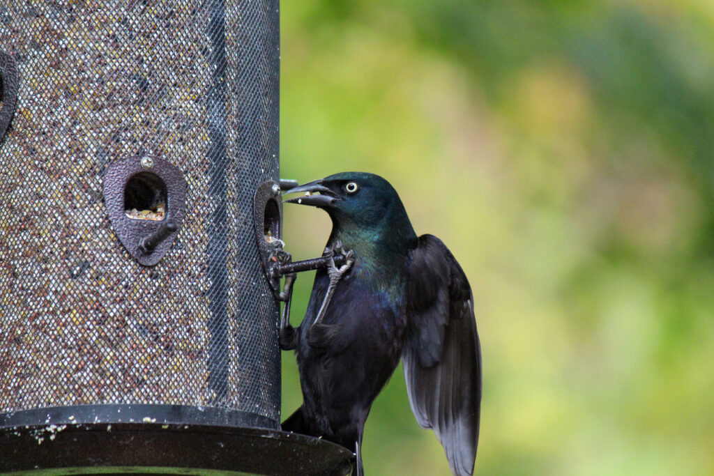 Where Do Grackles Nest?