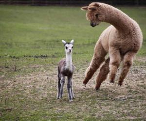 These Adorable Alpacas Pose for The Camera As They Run By