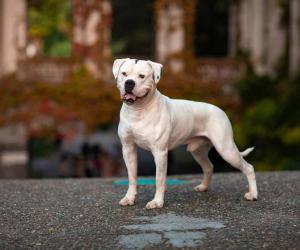 The 20 Dog Breeds Born and Bred in America