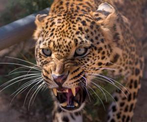 This Leopard Patiently Waits for This Warthog to Exit His Home Before He Ambushes