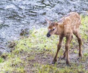 Are Elk Aggressive? (How to Avoid an Encounter)