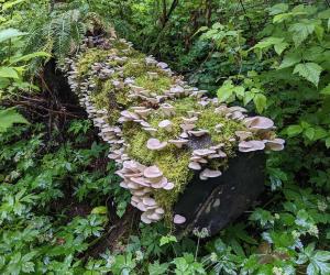 How to Find Oyster Mushrooms