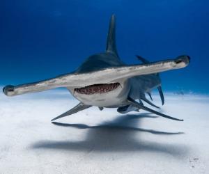 Are Hammerhead Sharks Endangered and How Many Are Left in the World?